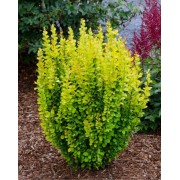 Барбарис Тунберга Golden Rocket (Berberis thunbergii Golden Rocket) 